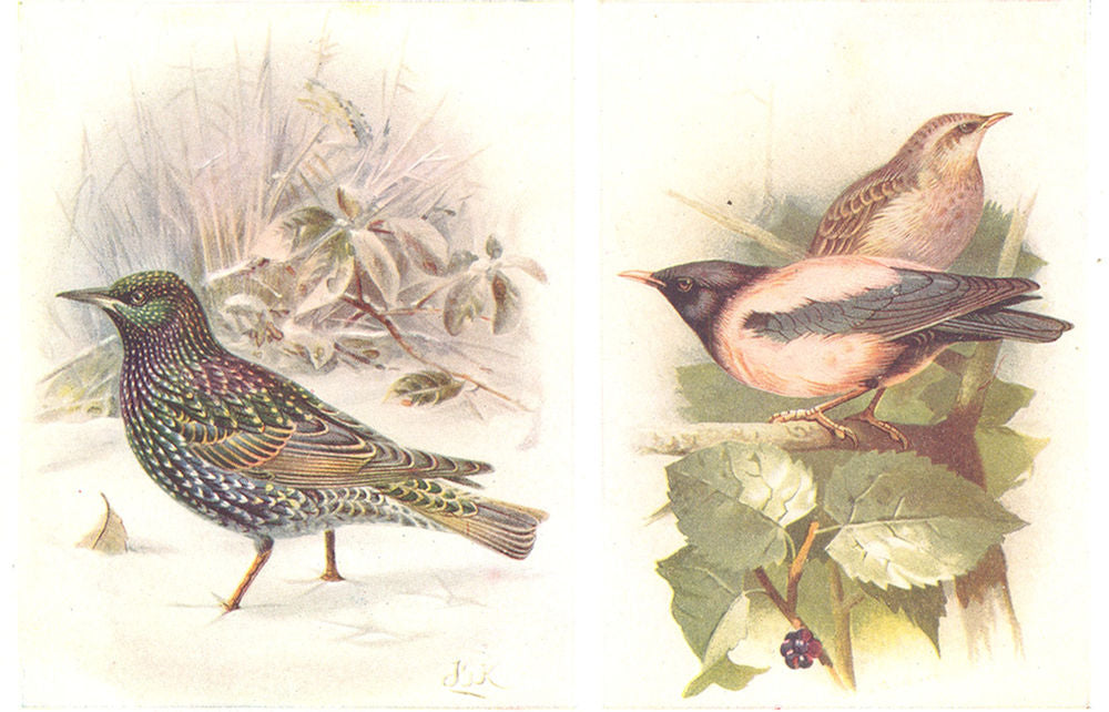 BRITISH BIRDS. Starling (winter plumage) ; Rose-coloured Pastor. THORBURN 1925